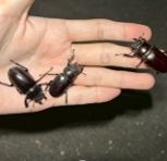 114自主學習成果展現週：嘉義大學昆蟲社-野外昆蟲實地觀察暨生態導覽