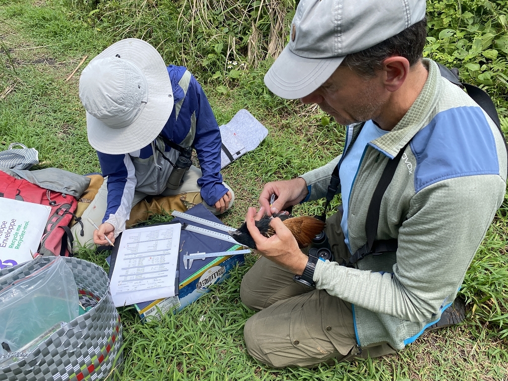 國外訪問學者補助成果報告-Dr. Henrik Brumm&Dr. Wolfgang Goymann