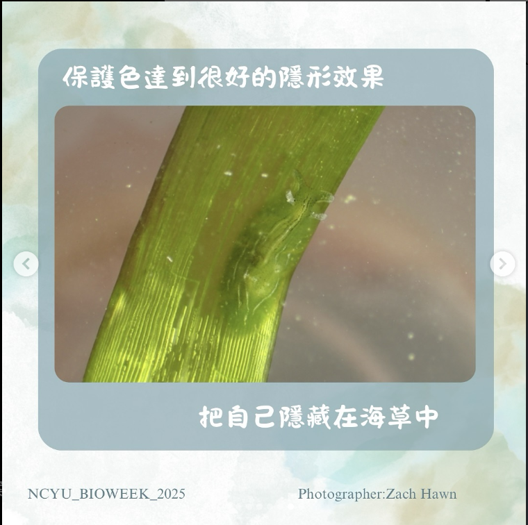 螢幕擷取畫面 2025-06-13 140832