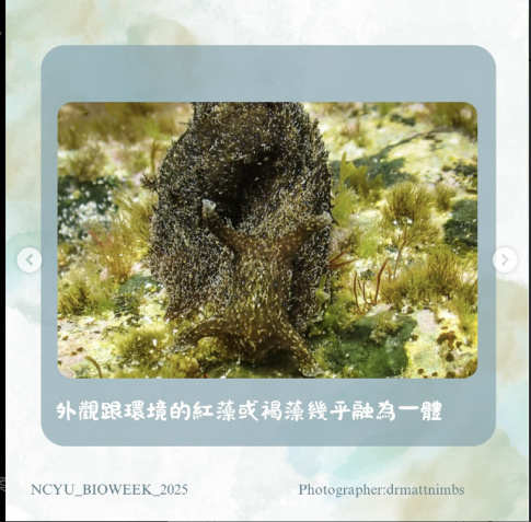 螢幕擷取畫面 2025-06-13 140816
