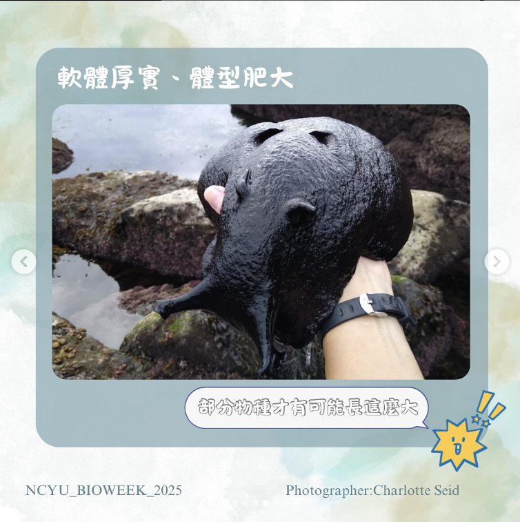 螢幕擷取畫面 2025-06-13 140803